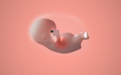 BHF Explainer Films